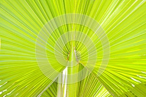 Lush green palm leaf