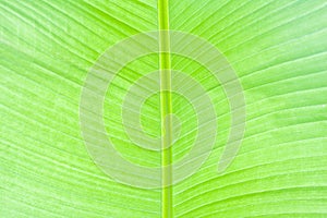 Lush green palm leaf