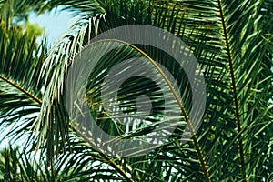 Lush green palm leaf bent down, tropical tree at the seaside