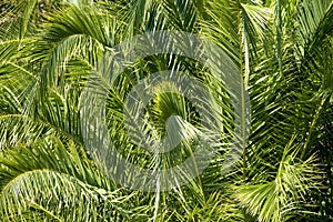 Lush green palm leaves in tropical forest