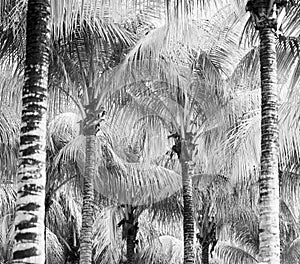 Palm Tree Fronds Black and White
