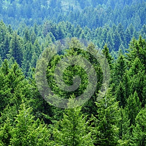 Lush Green Pine Forest Forrest Environment Preservation