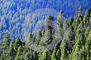 Lush Green Pine Forest Forrest of Trees in Wilderness Mountains