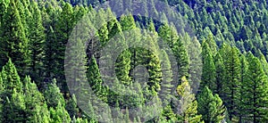 Lush Green Pine Forest Forrest of Trees in Wilderness Mountains