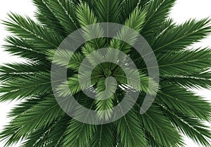 Lush green pine tree crown