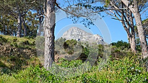 Lush green pine trees and shrubs growing in a wild, remote forest near Lions Head mountain in Cape Town, South Africa