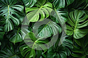 Lush Green Plant With Abundant Leaves photo