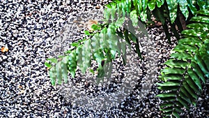 Lush green plant leaves and stone wall background