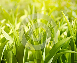 Lush green plants