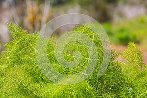 Lush green plants on the beach