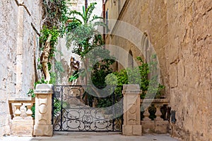 Lush green plants surrounded by limestone walls