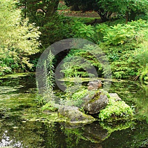 Lush green pond in toronto high park