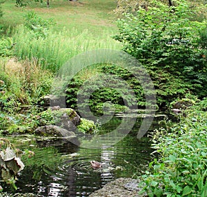 Lush green pond in toronto high park