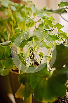 Lush green potted Pelargoniums, also known as Geraniums, with a lot of green leaves, no flowers. Water regularly but not too much