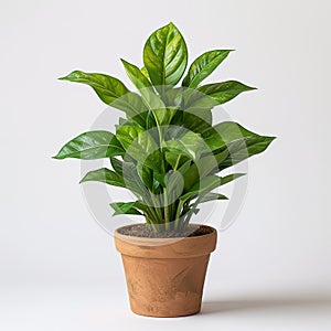 Lush green potted plant on white background. Generative AI