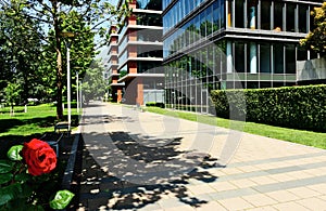 lush green park detail with red rose closeup. office buildings of glass and aluminum curtain wall. photo