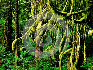 Lush Green Rain Forest in Coastal Alaska