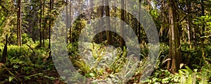 Lush Green Rain Forest in Pacific Northwest. MacMillan Provincial Park