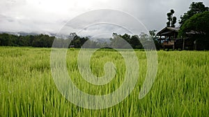 Lush green rice