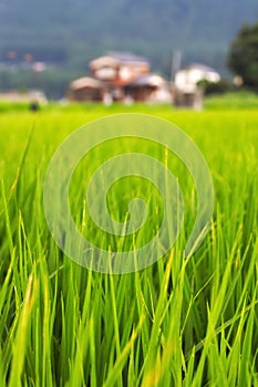 Lush green rice field background