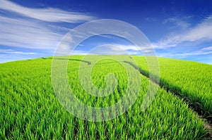 Lush green rice field and blue sky