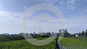 Lush green rice field and blue sky, In Asia