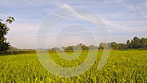 Lush green rice field and blue sky, In Asia 2