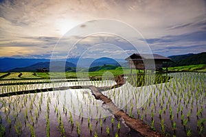 Lush green rice field. Chiang Mai. Thailand.