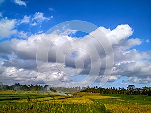 a lush green rice field under a cloudy sky.