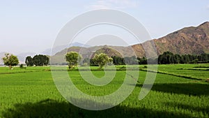 Lush green rice fields beautiful landscape scenery view