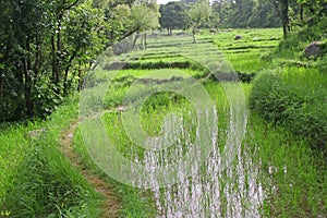 Lush green rice fields & paddy cultivation photo