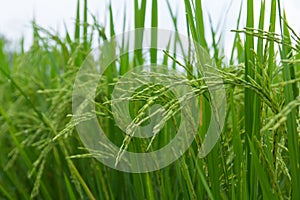 Lush green rice fields, small plots cultivated