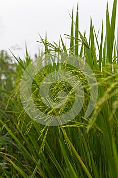 Lush green rice fields, small plots cultivated