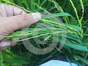 Lush Green Rice Paddy in Beautiful Human Hands