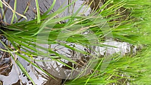 Lush green rice plants planted in boxes of fertile humus soil