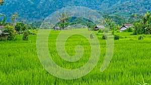 Lush green Rice tarrace in Sidemen. Bali, Indonesia