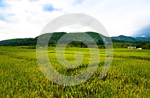Lush green rice terrace field with mountain and cloudy blue sky