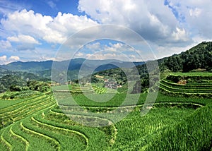 Lush green rice terraces of Longshen in Southern China