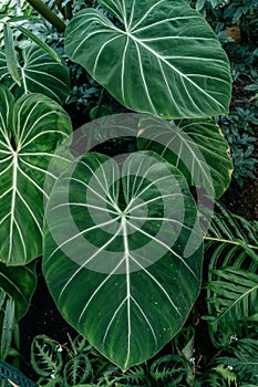 Lush Green Satin Leaf Philodendron