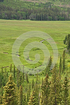 Lush Green Scenic Landscape with Pine Trees