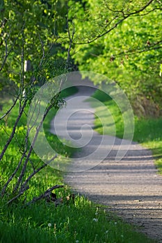 Lush green scenic walk way in rural Michigan