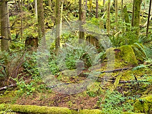 Lush green secondary rainforest grove in BC Canada photo