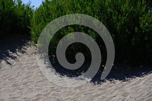 Lush green shrubbery situated along a sandy beach.