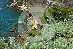 The lush green shrubs on the cliff edge, Bonifacio, Corsica, France