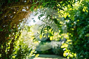 Lush green space with sunlight filtering through foliage creates a tranquil effect photo