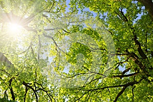 Lush green spring branches of oak tree