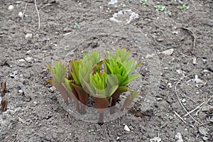 Lush green sprouts of Fritillaria imperialis in spring