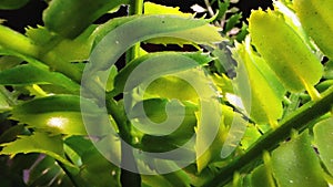 Lush Green Succulent Plant Leaves Close-Up in Sunlight