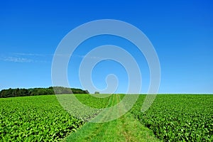 Lush green sugar beet fields by blue sky, arable farming