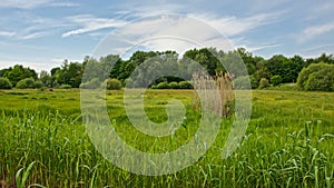 Lush green summer marshland landscape